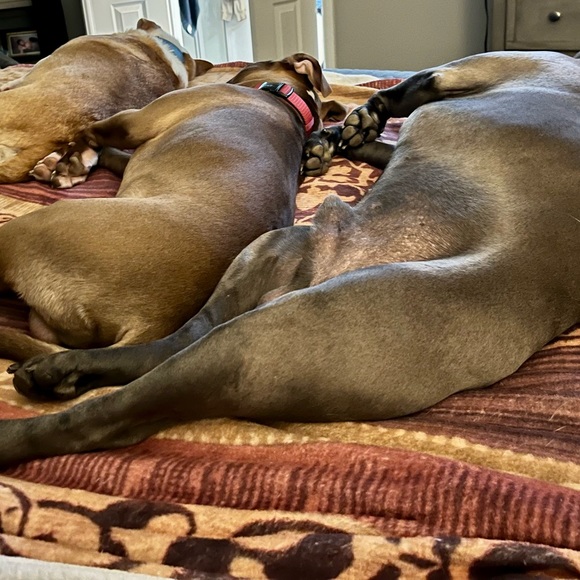 Meet your Posher, Cindy - Picture 3 of 7